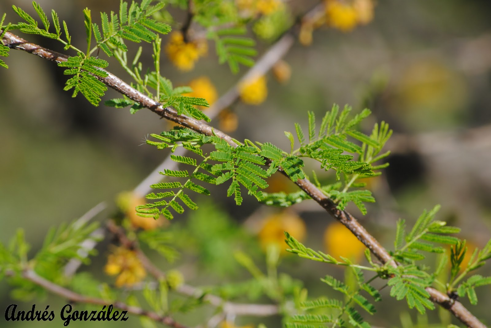 vachellia-caven-ministerio-de-ganader-a-agricultura-y-pesca